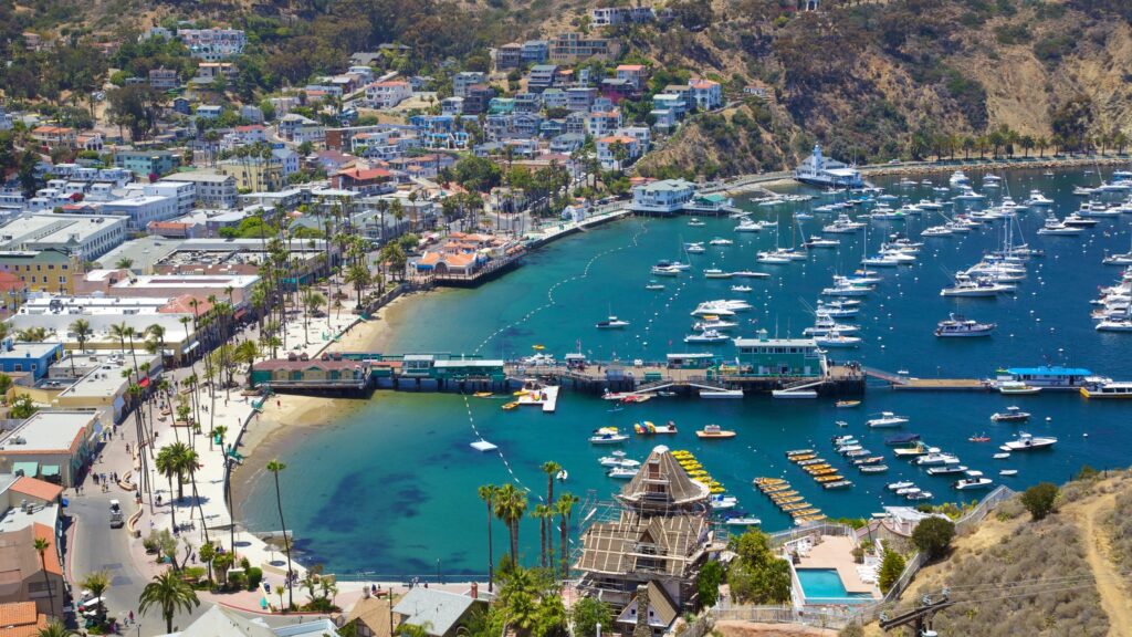 30837-Catalina-Island-1024x576 Wildlife Encounters