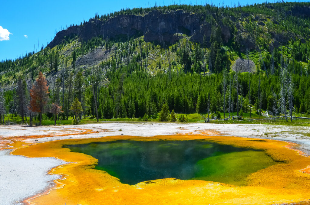 black-sand-basin-yellowstone-national-park-wyoming-1024x678 Wildlife Encounters