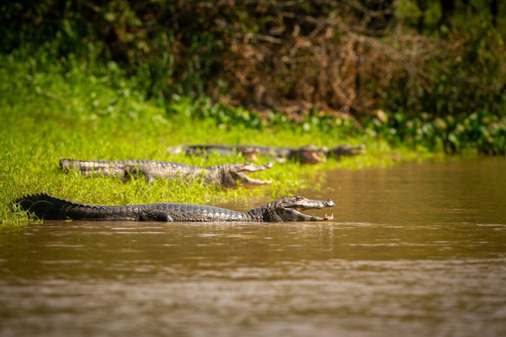 wild-caiman-with-fish-mouth-nature-habitat-wild-brasil-brasilian-wildlife-pantanal-green-jungle-south-american-nature-wild-dangereous-1024x683 Wildlife Encounters