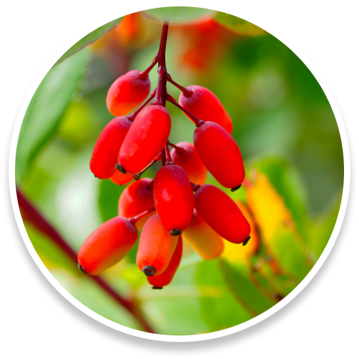 berberine@3x Discover the Power of Sumatra Slim Belly Tonic for Healthy Weight Loss