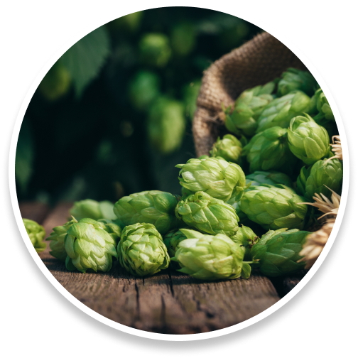 hops@3x Discover the Power of Sumatra Slim Belly Tonic for Healthy Weight Loss