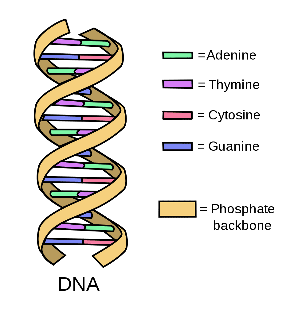 Stockphoto-DNA-Simple2 Unlocking Academic Excellence: How Conscious Eating and Sleep Optimization Boost Performance